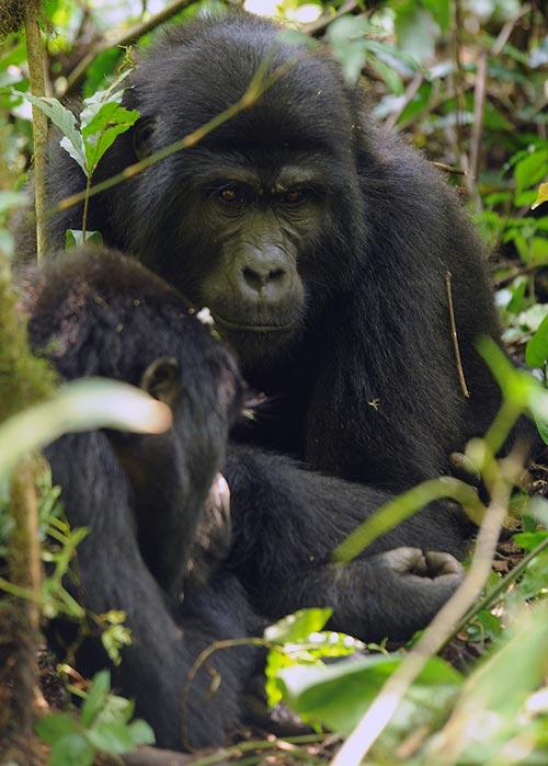 Sólo 10 personas al día pueden visitar a los gorilas en el Parque. Foto: Sebastián Álvaro
