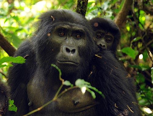 Gorilas en el Bosque Impenetrable de Bwindi. Foto: Sebastián Álvaro