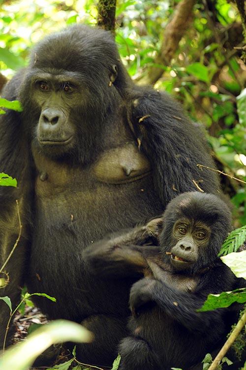 La reserva del Bosque Impenetrable de Bwindi dónde viven los gorilas fue convertida en Parque Nacional en 1992. Foto: Sebastián Álvaro