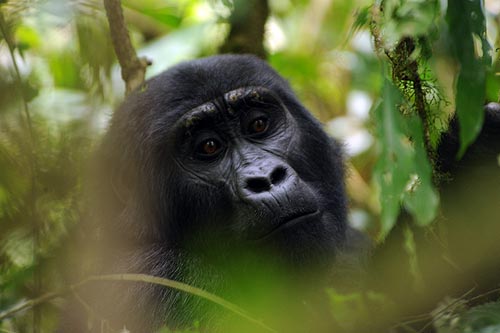 Gorilas de Bwindi. Foto: Sebastián Álvaro