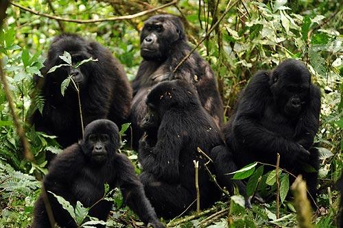 En la reserva del Bosque de Bwindi se refugian las últimas familias de gorilas de montaña. Foto: Sebastián Álvaro