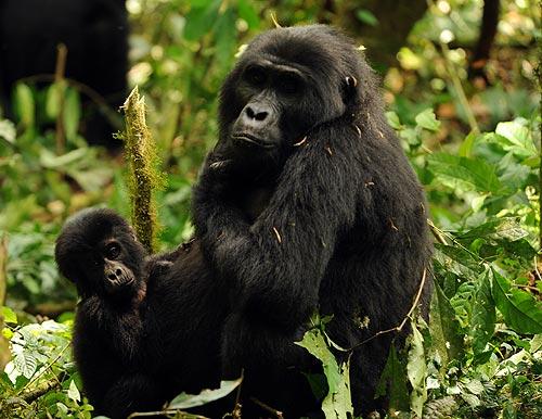 El Bosque de Bwindi, refugio de los gorilas de montaña. Foto: Sebastián Álvaro